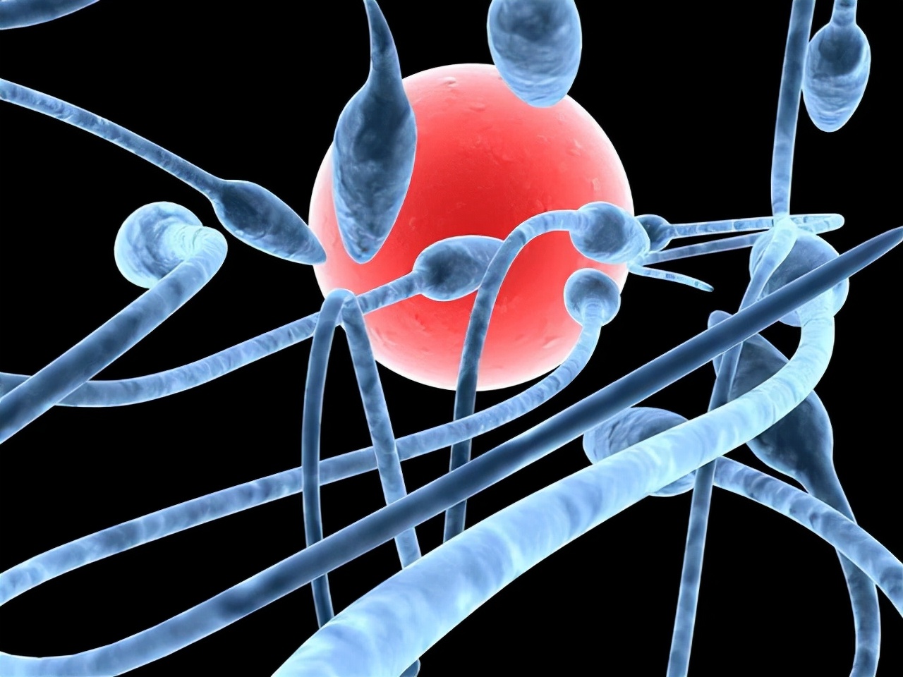 男性一生精子多少,男性一生精子次数