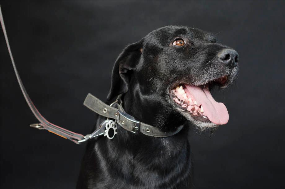 养狗6大误区你知道几个,养狗请看这7种误区你还在犯吗