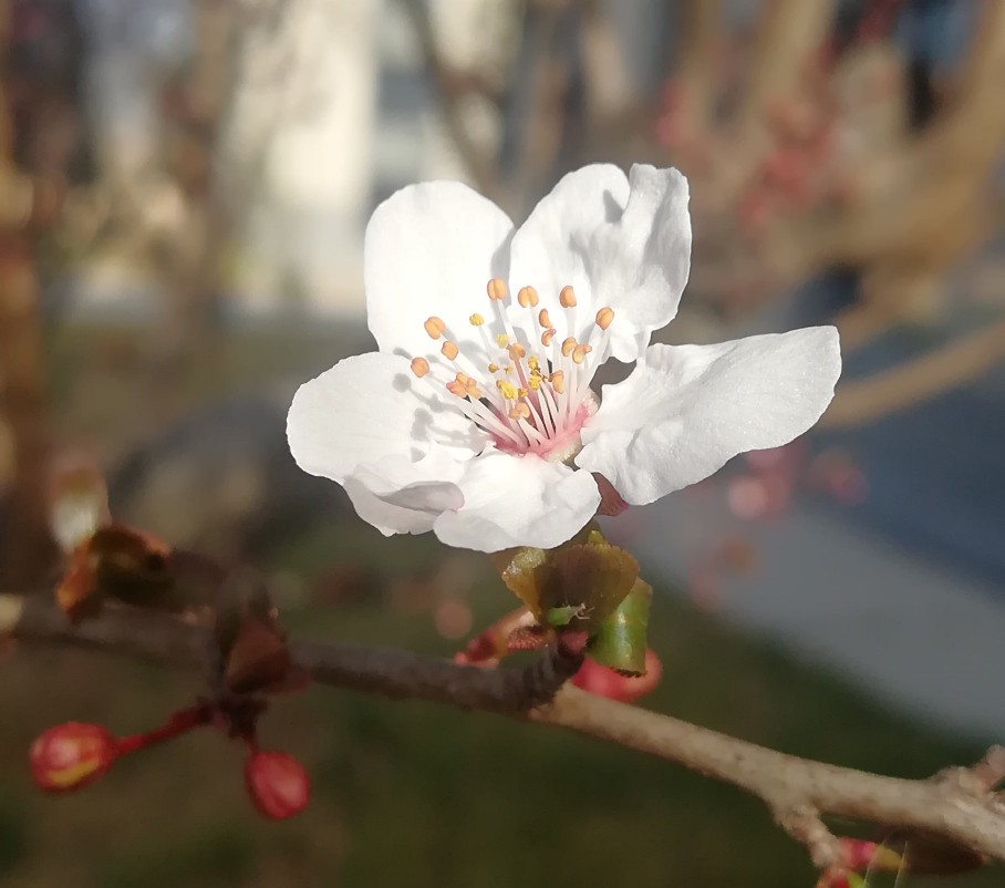 对最美的逆行者尊敬,不能叶公好龙