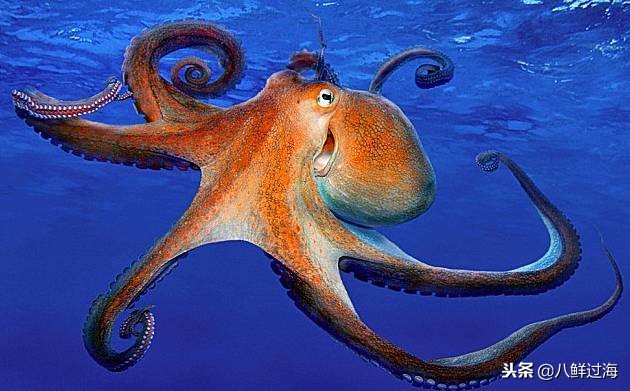 可爱的章鱼适合做章鱼烧,制作一个小型章鱼烧