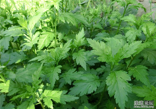 菊花脑正确种法,菊花脑栽种方法