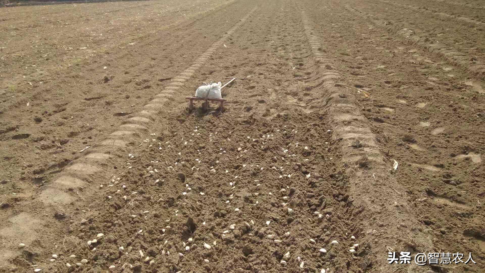 怎样种植大蒜才高产呢,大蒜怎么种种植周期是多长