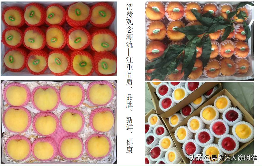 桃树产业,桃树园的发展方向