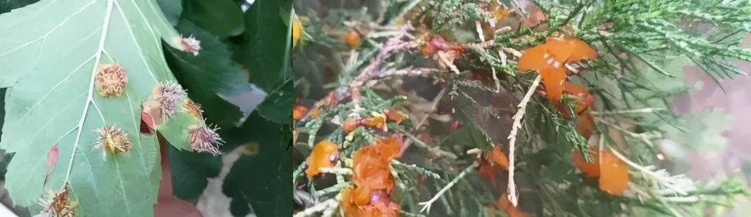 园林植物枝干防治,园林植物的主要叶部病害