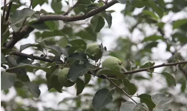 果实没有膨大的原因,果实大小不一主要是什么引起的