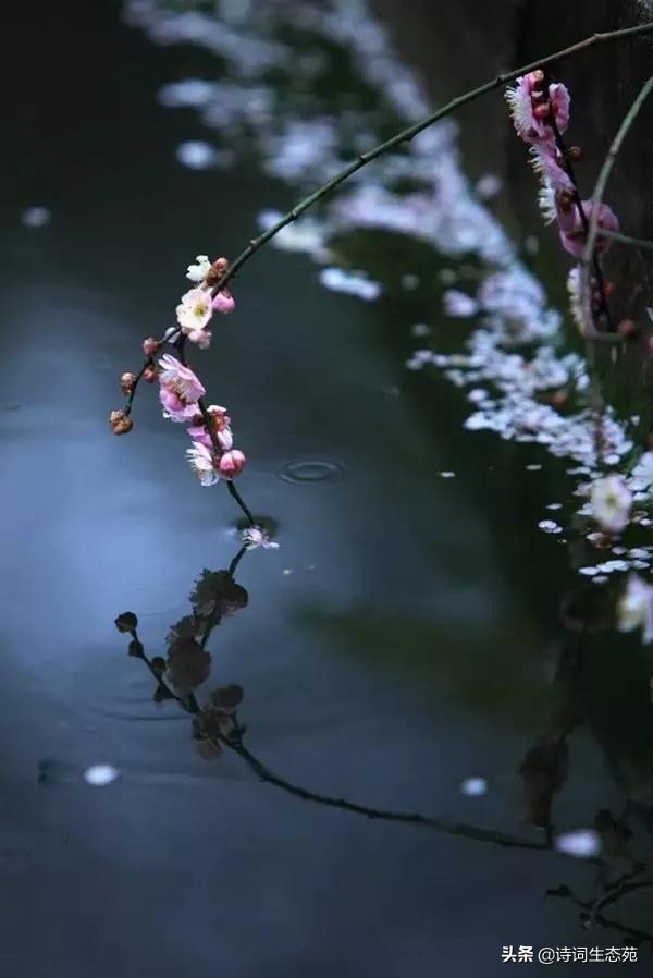 关于梅花我们应有怎样的人生追求,关于梅花我们想到了什么