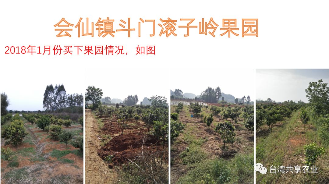 沙糖桔的黄叶病用药,沙糖桔果树黄化病特效药