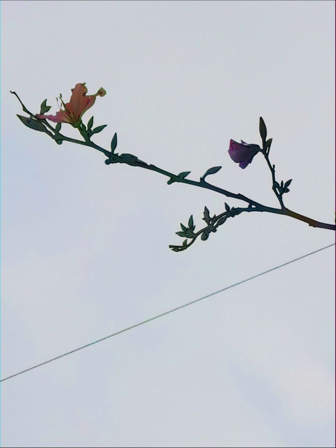 深圳宝安海滨公园游园图,深圳市娱乐场所