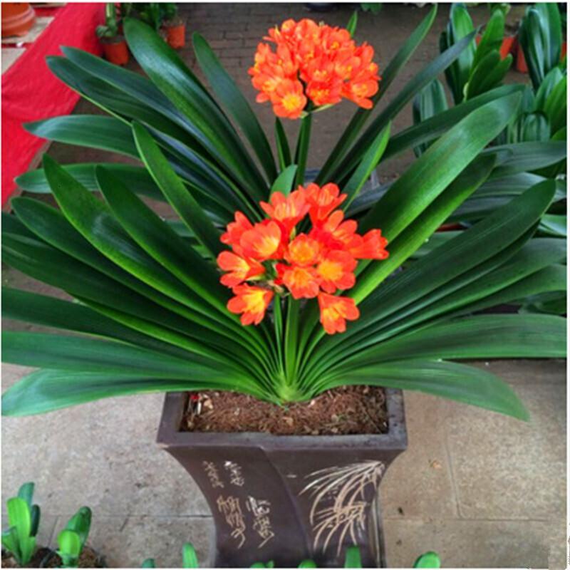 君子兰如何养殖才能长得更旺盛,君子兰怎么能养出好根系