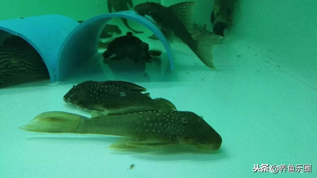 这位土豪家的渔场，光滤材就花了500多万，你确定不要见识一下？