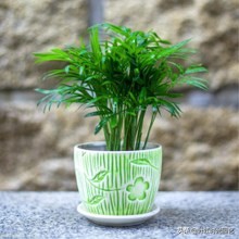 琚栫弽妞板瓙濡備綍闀垮緱缈犵豢,鐑甫缁挎琚栫弽妞板瓙