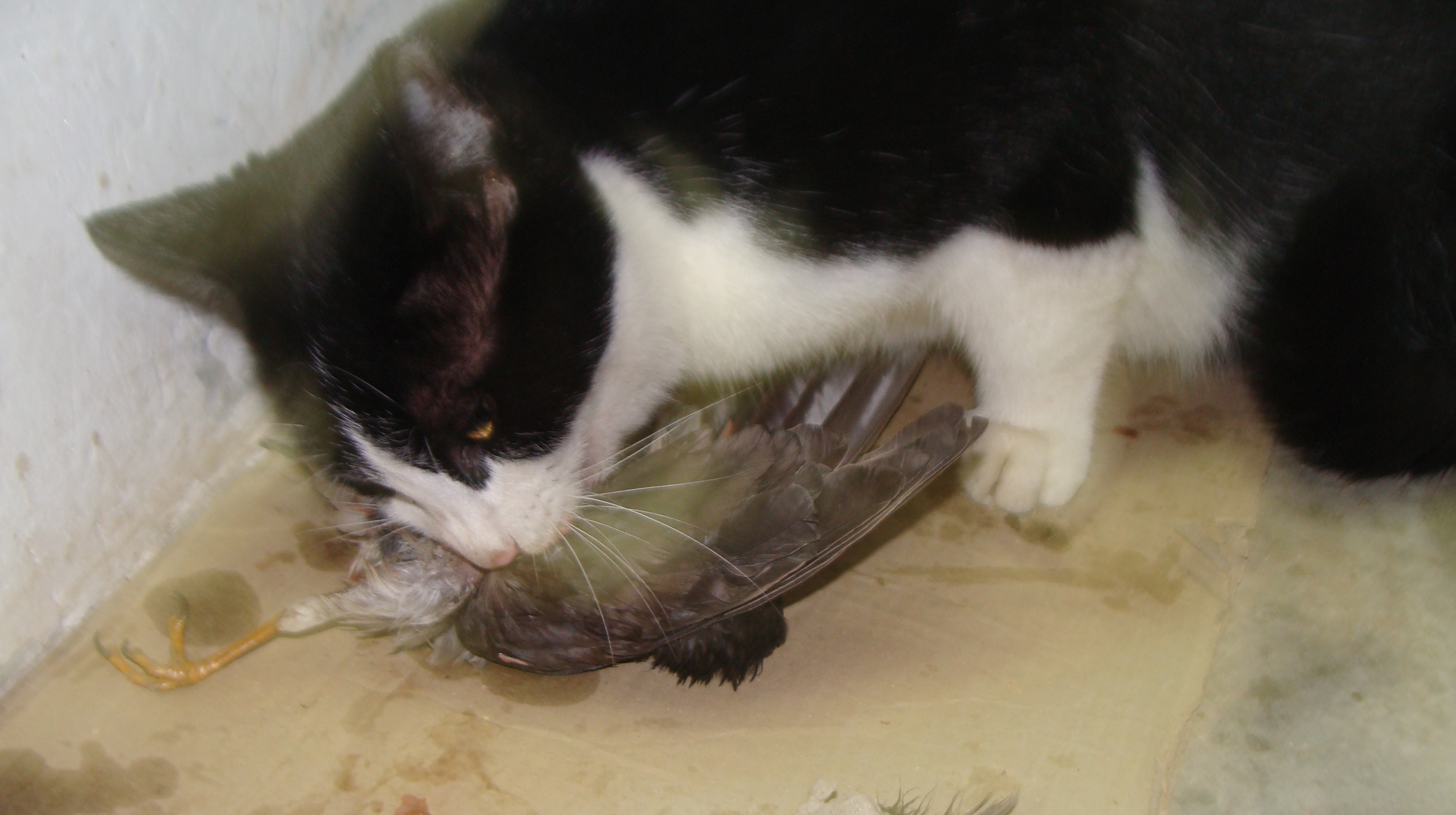 又是一年五一了，想念我的第一只宠物猫，小小黑猫警长猫咪