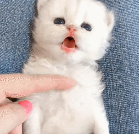 橘猫被抓警察局,肥猫被警察带走判刑