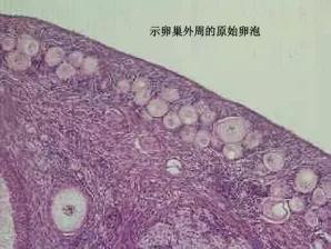 对于取卵手术,你是不是有这些误会