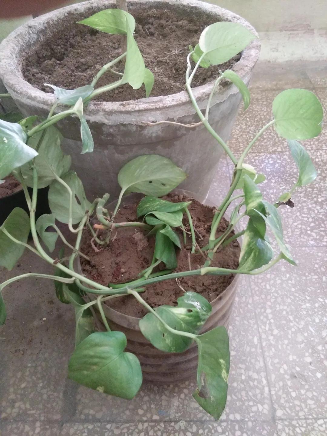 绿萝刚长出来的叶子卷曲怎么回事,水培绿萝的叶子为什么卷曲不舒展