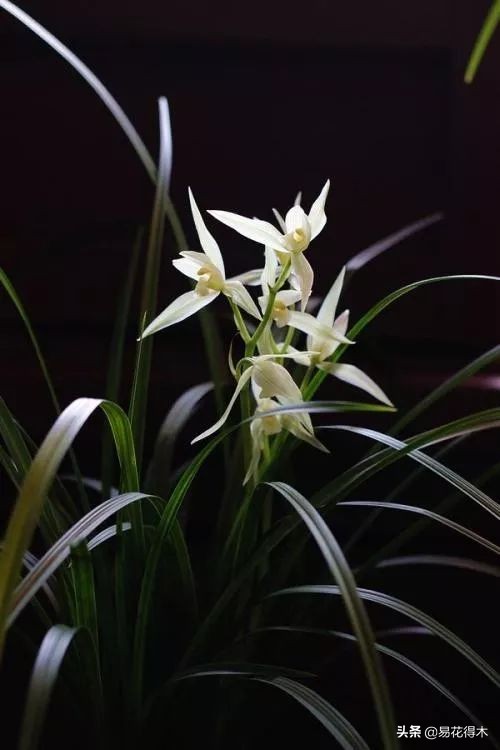 大雪素莲瓣兰和剑阳蝶多少钱一苗,莲瓣兰大雪素和老种大雪素的区别