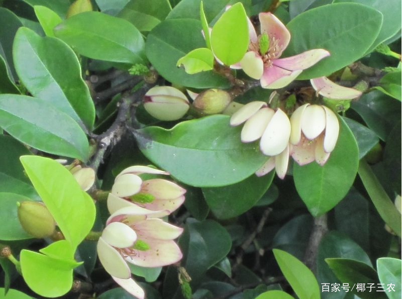 含笑花的繁殖方法和注意事项视频,含笑花的养殖方法和注意事项