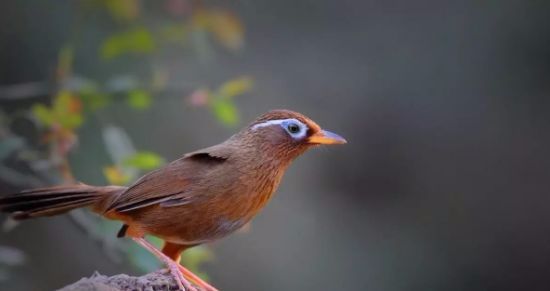 画眉幼鸟食料,画眉鸟饲料大全