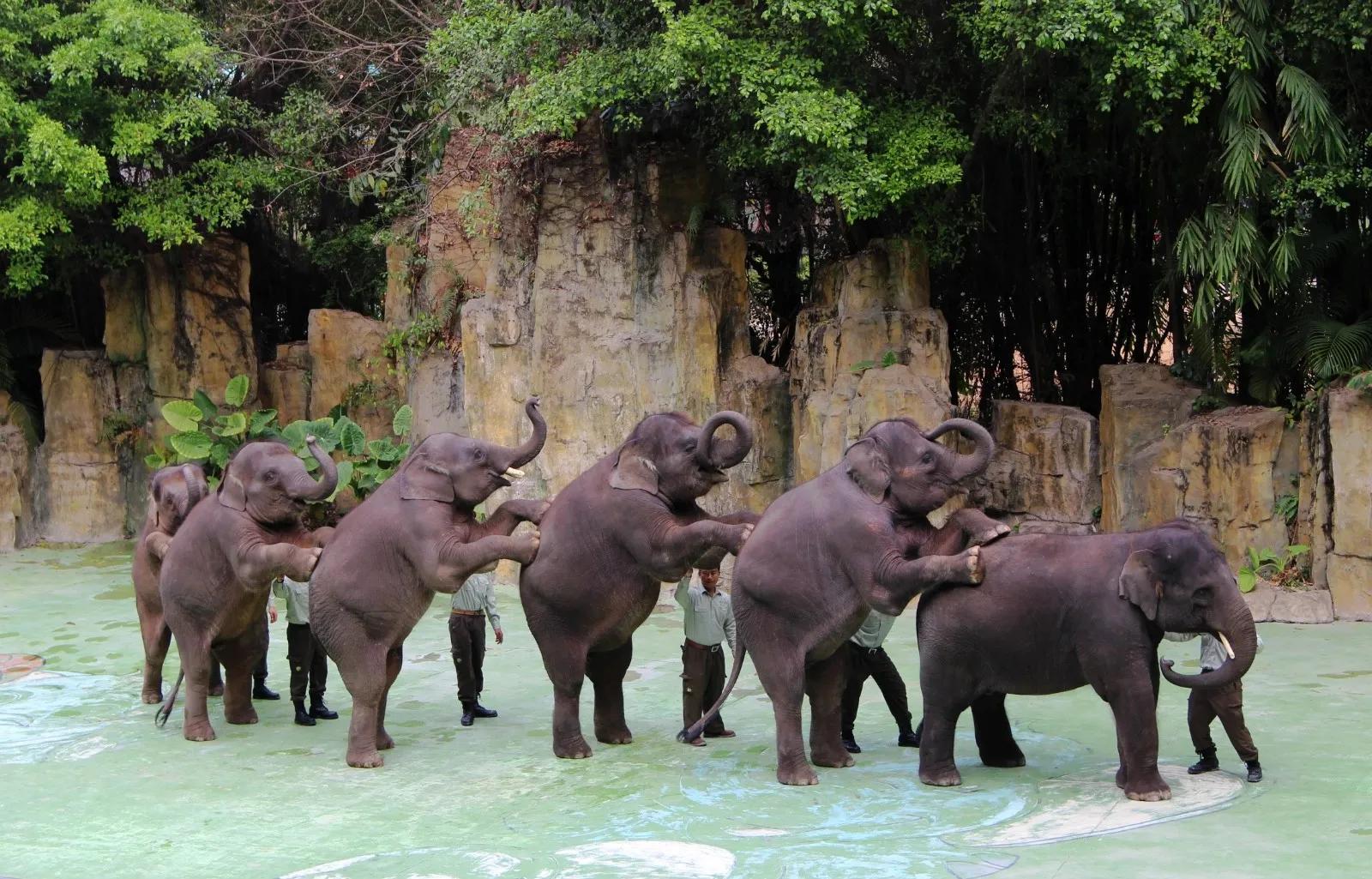 到长隆野生动物园坐地铁到哪站,广州长隆野生动物园玩一圈多久