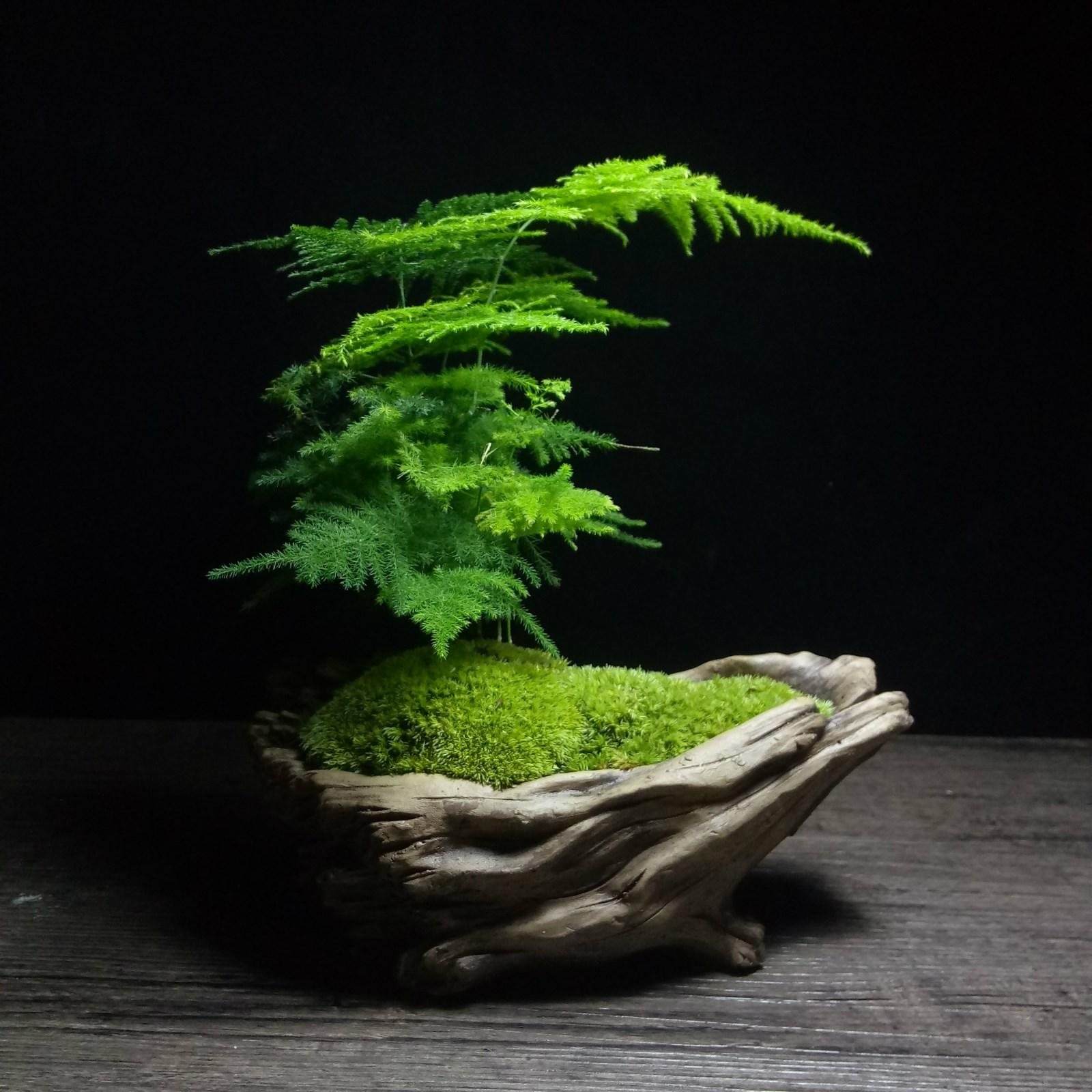 苔藓为什么不透水,苔藓植物为什么长不高