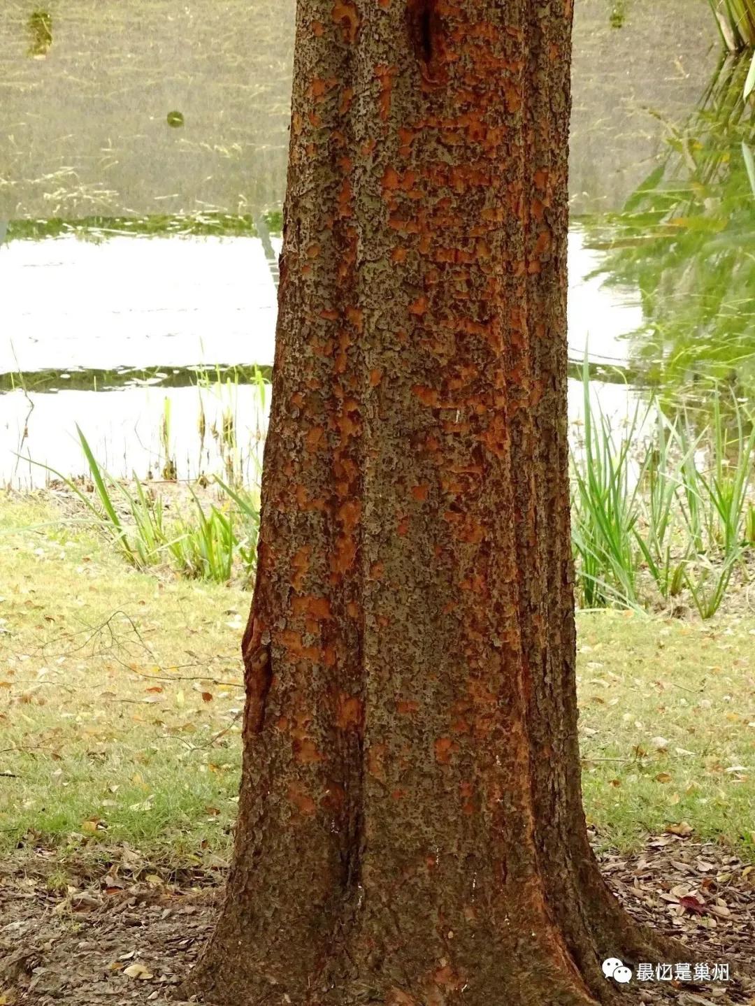 草木也关情：村庄如果没有树木做风景的话，还有村庄的味道吗？