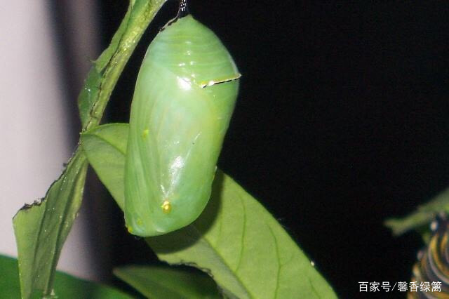 二年级下册语文课小毛虫讲解,二年级下册第22课小毛虫课后练习