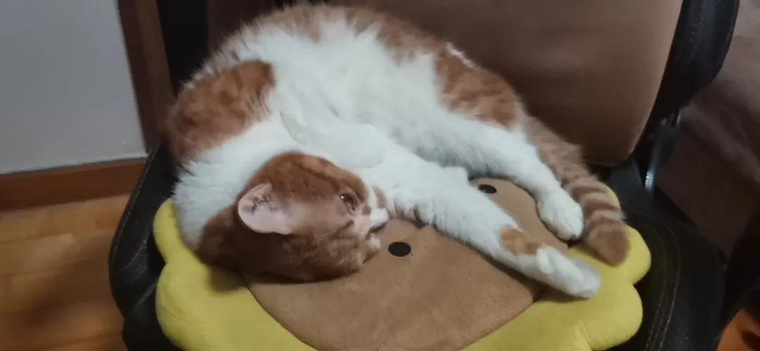 大橘猫和主人被骚扰,橘猫被主人骚扰