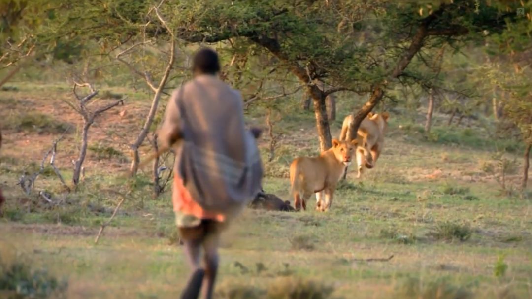 非洲马赛人:从狮口夺食的“战斗民族”