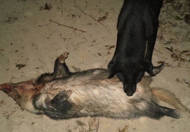 正宗凉山纯种红青猎犬,中华山简介