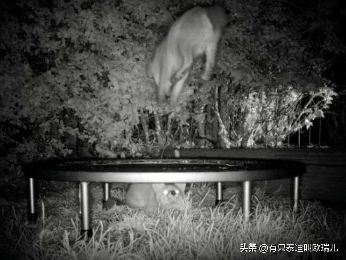 萌狐游乐场！狐狸夜闯花园大玩弹跳床翻滚跳跃萌翻天！