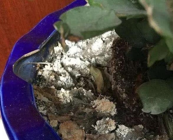 盆土反碱,盆土反碱发白怎么处理