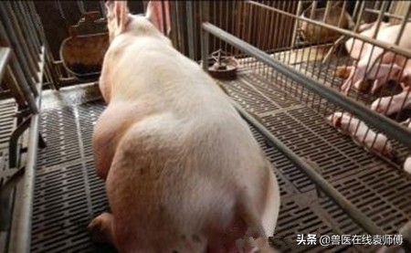 母猪产后流脓怎么办,母猪产后一直流脓什么原因