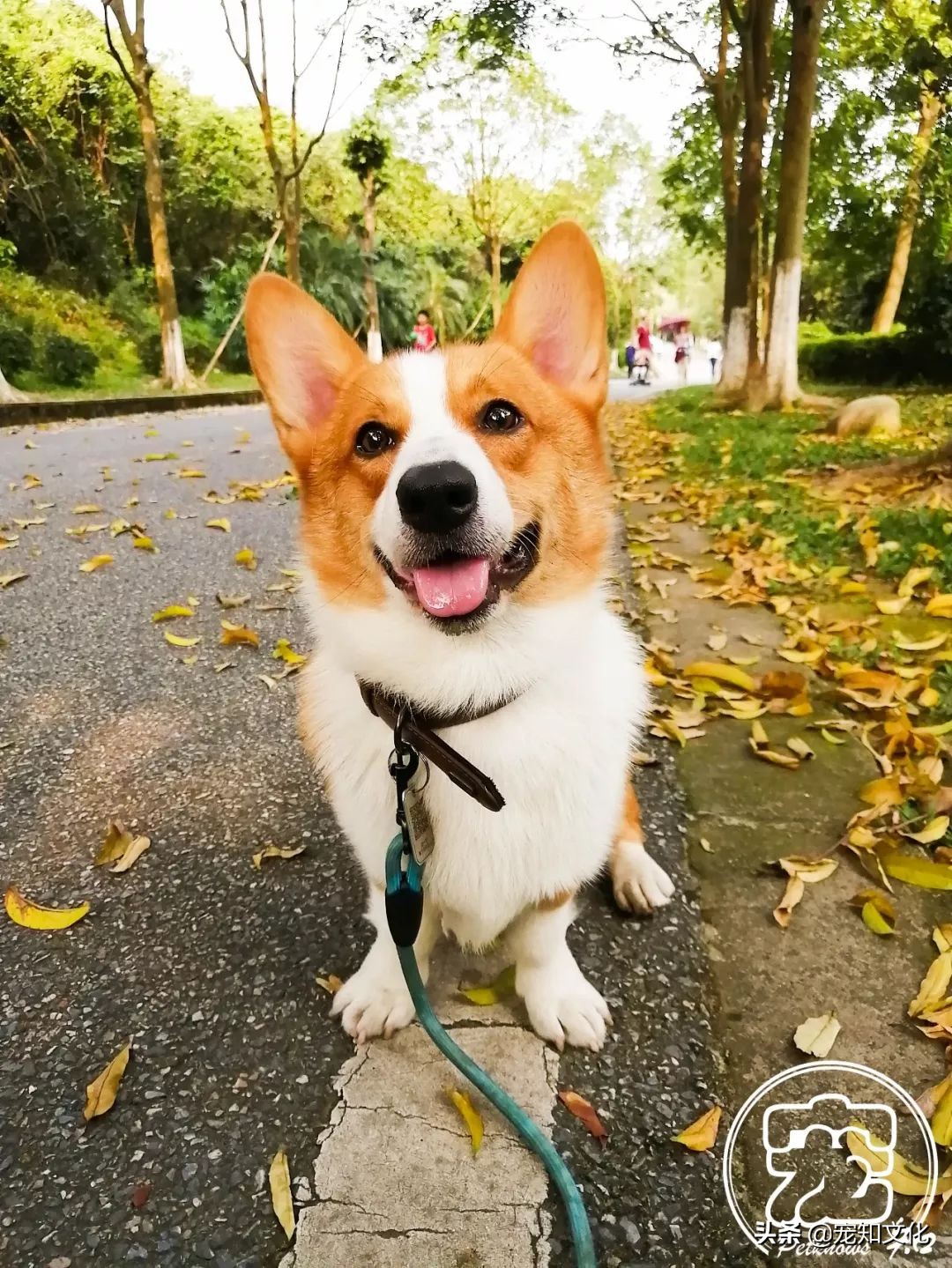 广州南沙黄山鲁森林公园攻略,广州黄山鲁森林公园好玩吗