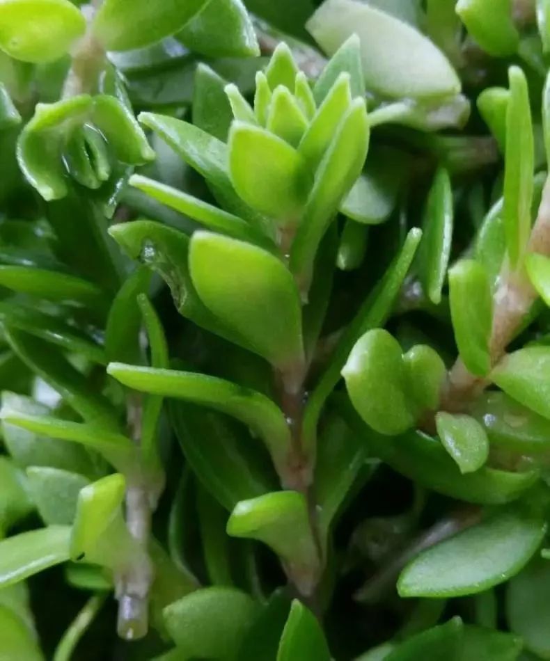 一味中药——垂盆草，既可治疱疹，又可治肝炎，建议收藏