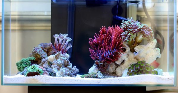 玩海缸从零开始,玩海缸最重要的是什么