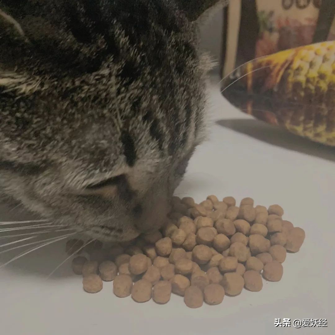 铲屎官减肥瘦身,吐毛球的铲屎官