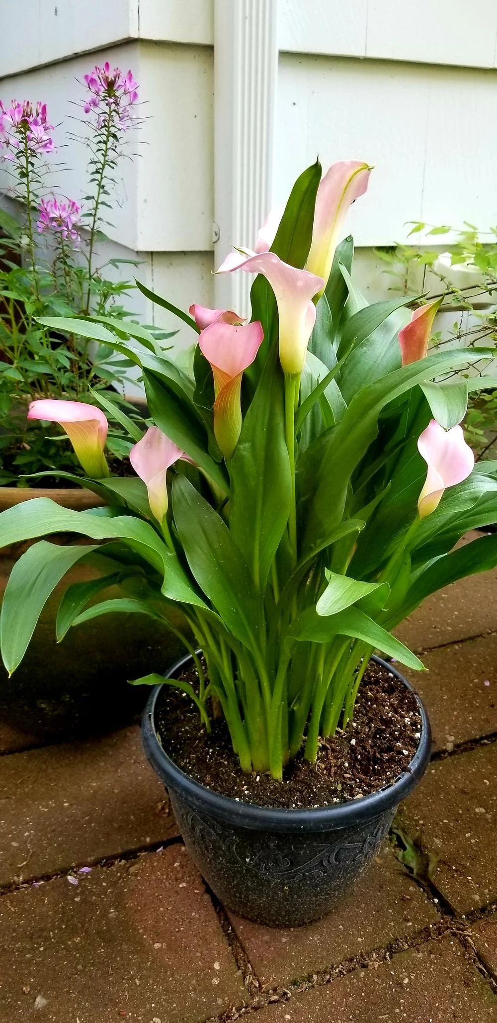 盆栽马蹄莲的养护方法,马蹄莲的块茎怎样保存时间长