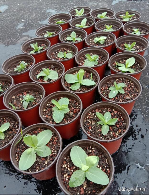 常见花卉花盆图片大全,各种花盆的优缺点图片介绍