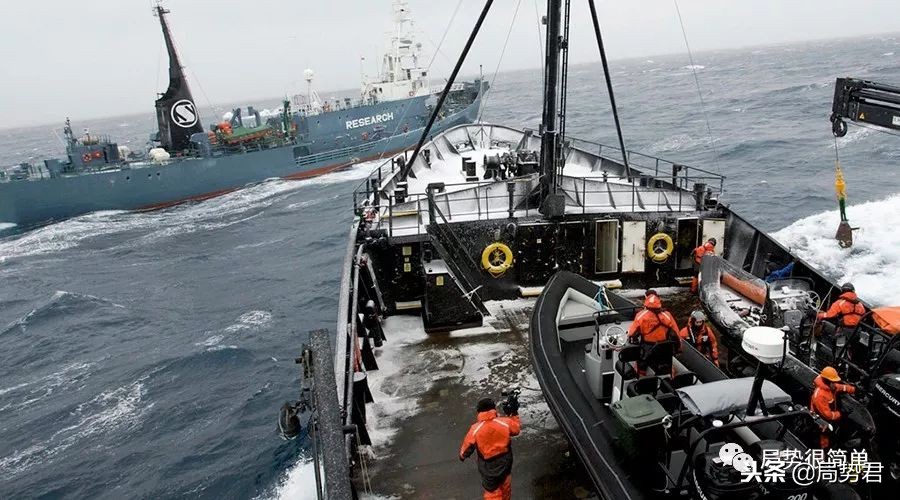 日本为啥可以杀鲸鱼全过程纪录片,日本为什么捕杀鲸