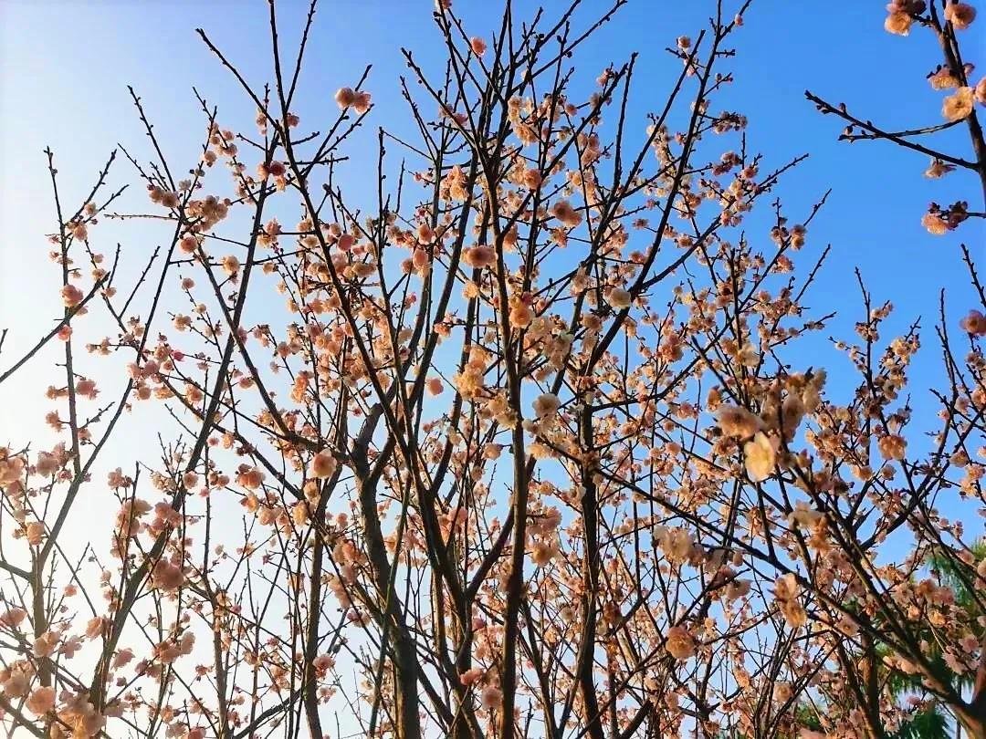 广州现在花开的季节,广州现在什么花开了