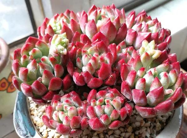 最值得买的多肉品种,包邮最漂亮多肉