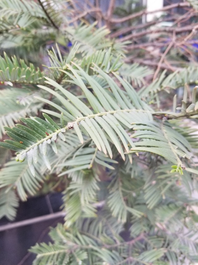 三尖杉和粗榧区别,怎么区分红豆杉与香榧树