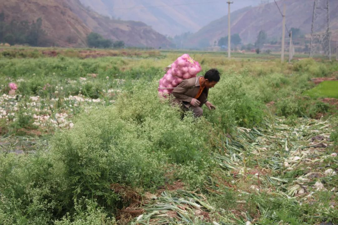 黄皮洋葱批发,黄皮洋葱今日报价
