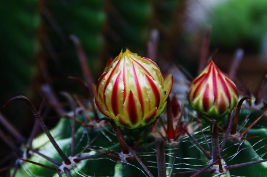 “常年丑貌君不问，一日花红万户惊”——仙人掌的产地及精品赏析