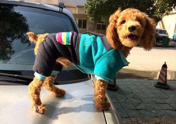 泰迪发情需要注意什么,泰迪发情有什么缓解办法