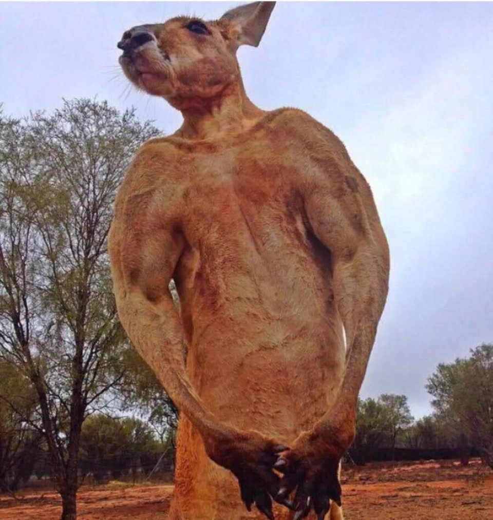 澳洲网红袋鼠去世,网红袋鼠离世