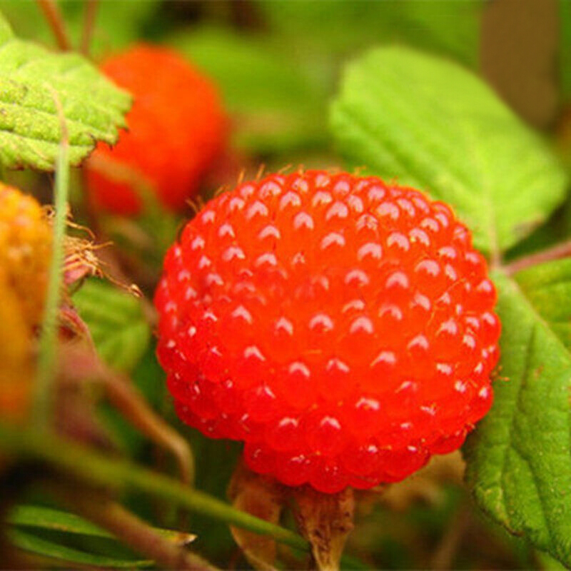 小时候经常见又叫不上名字的植物,一些常见的能吃的植物名称