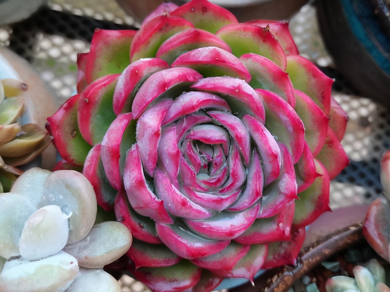 推荐几个玫瑰形的多肉植物,最像玫瑰花的8款多肉