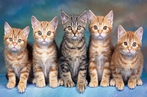 养狗或猫是否对抑郁症有好处,猫狗能治愈抑郁症吗