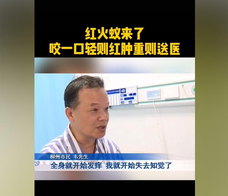小孩被红火蚁咬后脓包怎么处理,孩子被红火蚁咬伤